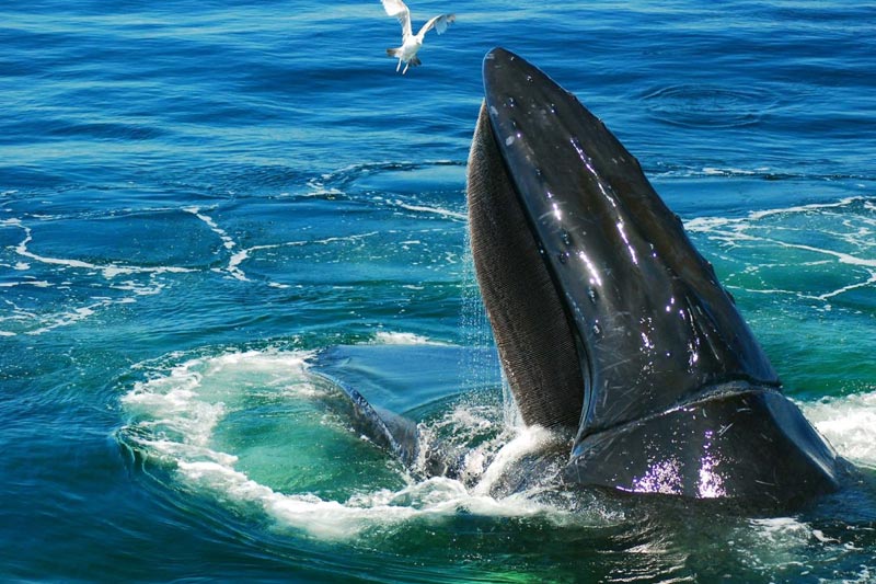 A whale breaking the surface of the water.